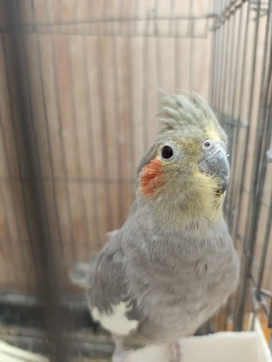 نر و ماده و جفت مولد صد درصد سالم و باکیفیت|پرنده|قم, سالاریه|دیوار