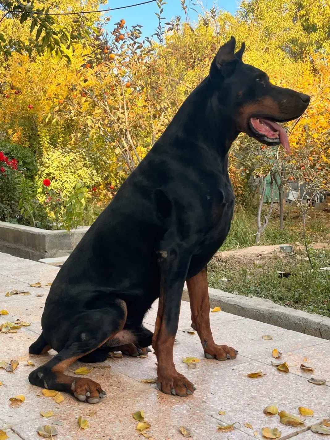 دوبرمن اروپایی|سگ|مهریز, |دیوار