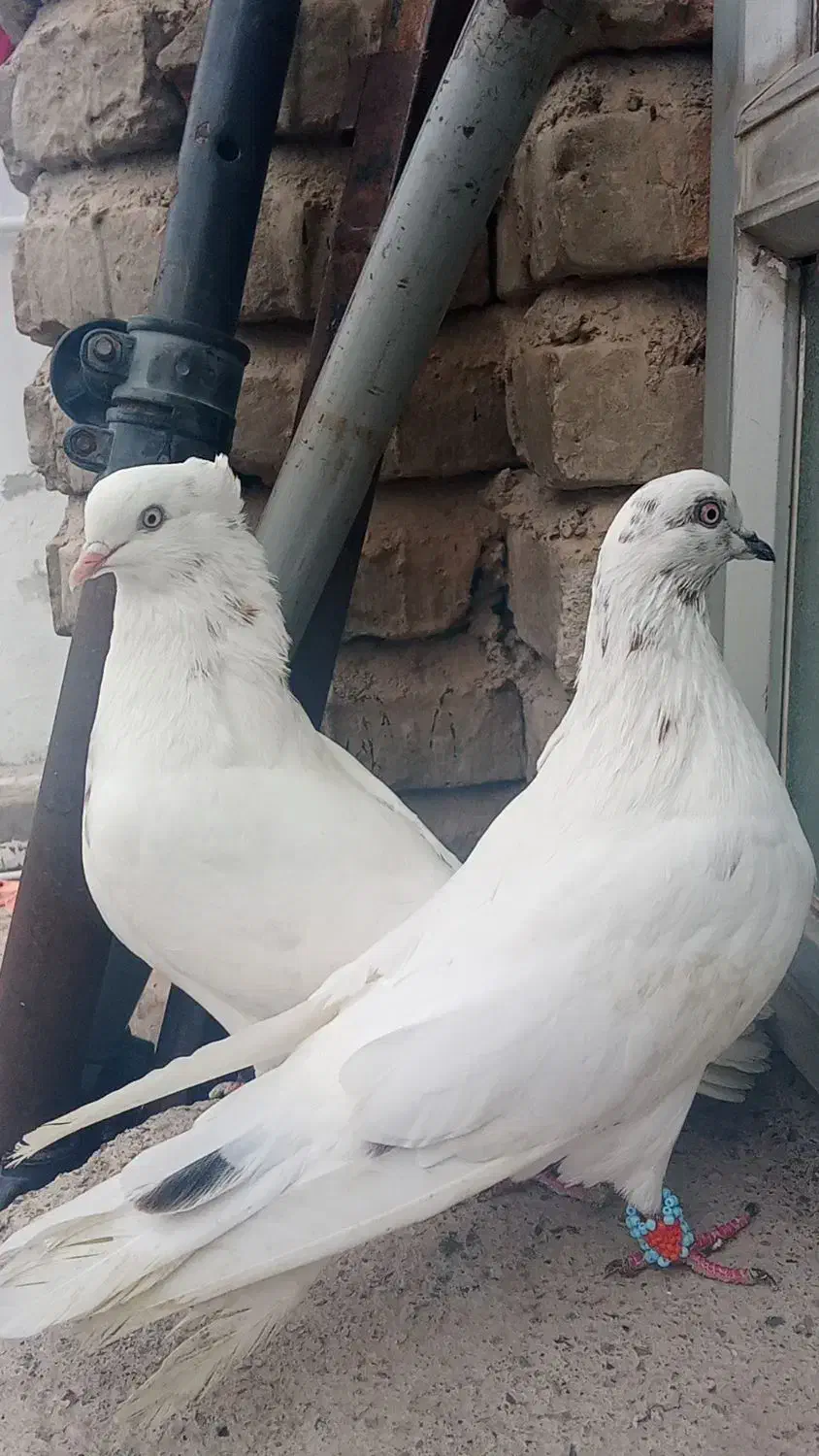 کبوتر نر و ماده|پرنده|پارس‌آباد, |دیوار