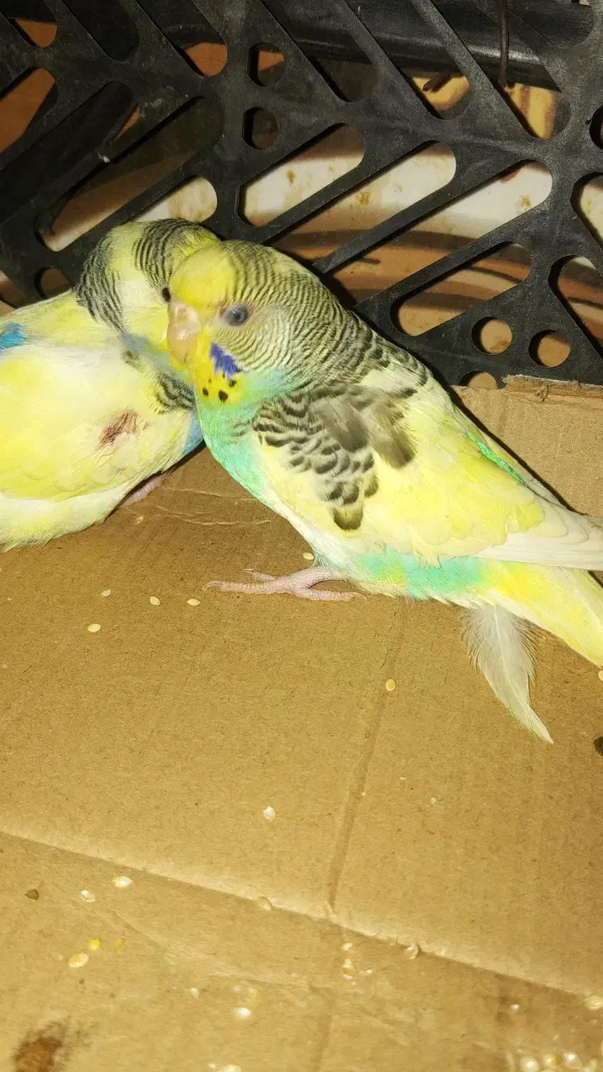 مرغ عشق فروشی|پرنده|سراوان, |دیوار