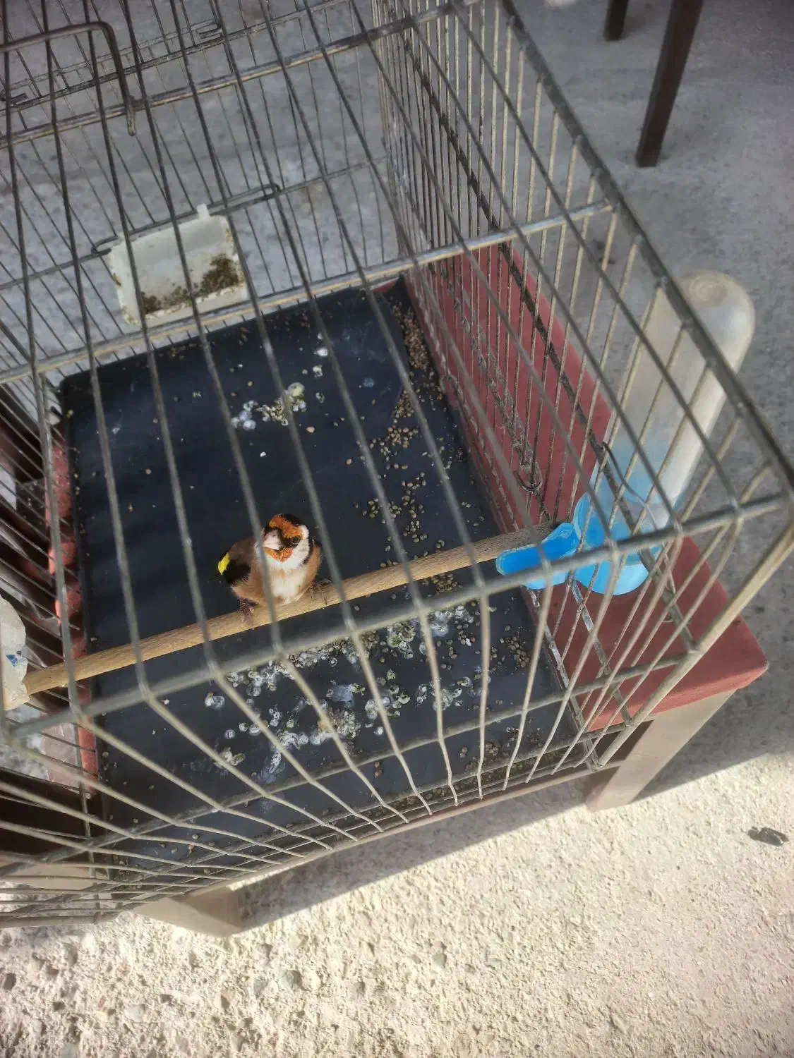 سهره جفتی تولک|پرنده|دماوند, دماوند|دیوار