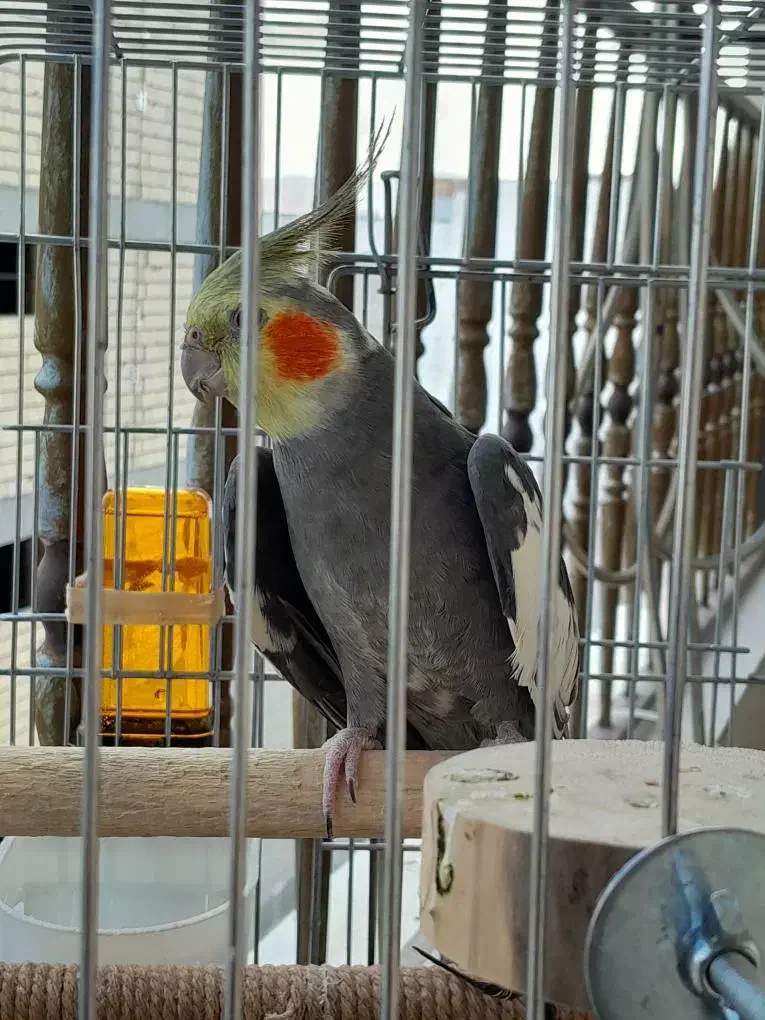 عروس هلندی|پرنده|فیروزآباد, |دیوار