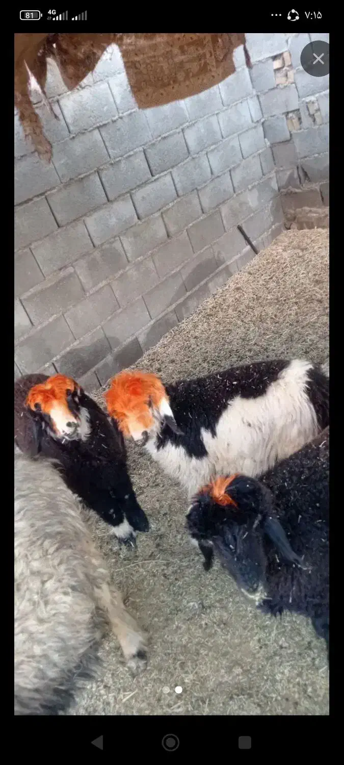 گوشت بره قصابی جلوی مشتری|حیوانات مزرعه|اهواز, منبع اب|دیوار