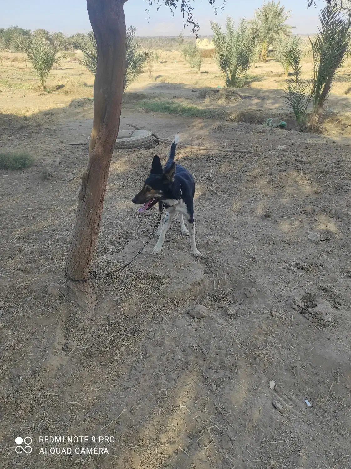 سگ نگهبان 2 تومن|سگ|فاریاب, |دیوار