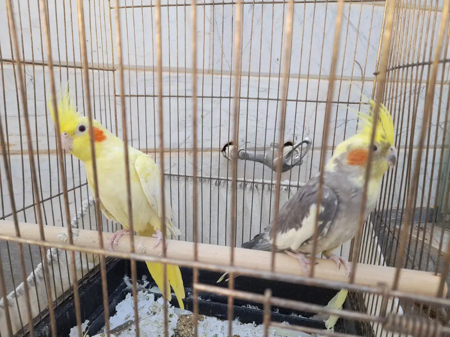 عروس هلندی|پرنده|بردسکن, |دیوار