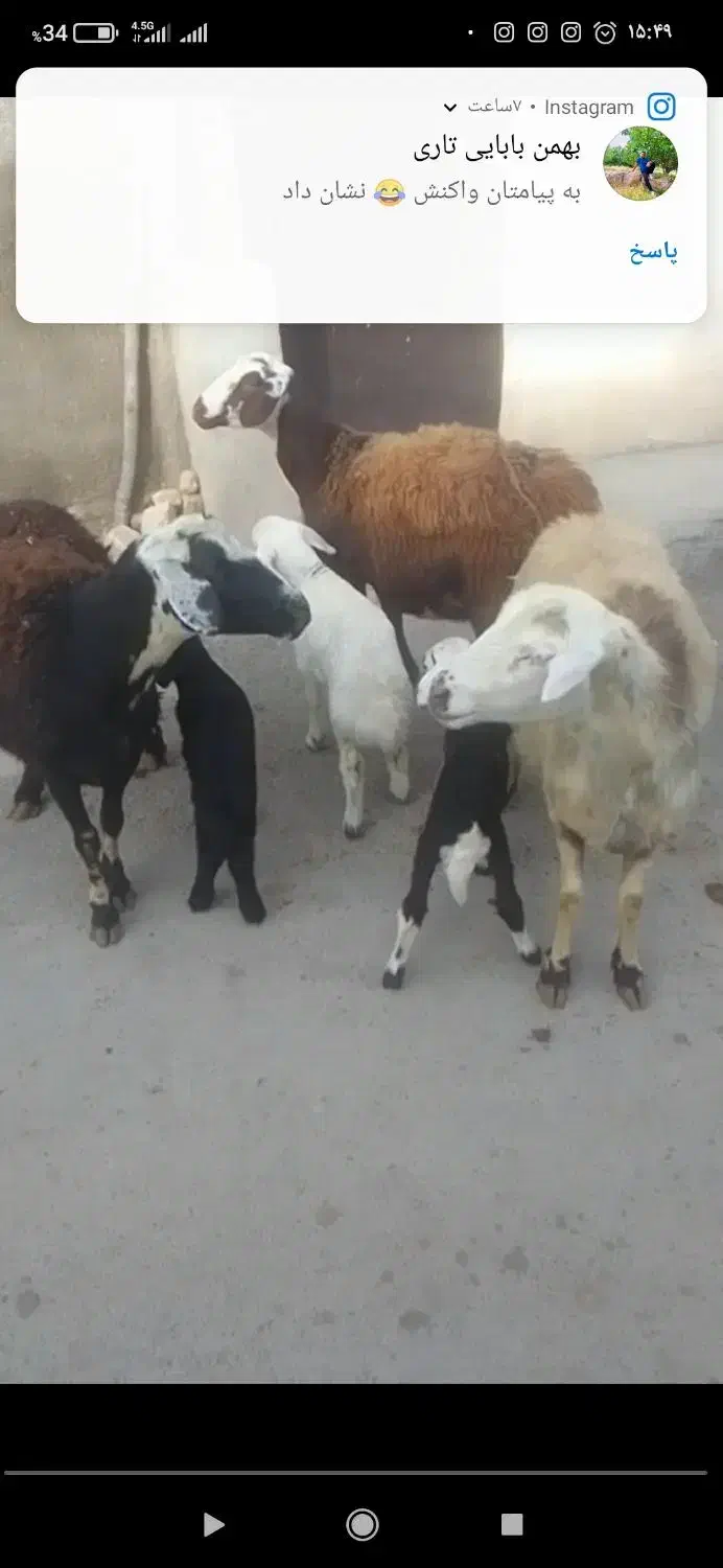 سه رس میش بره افشارجنس انتیک|حیوانات مزرعه|بروجرد, |دیوار