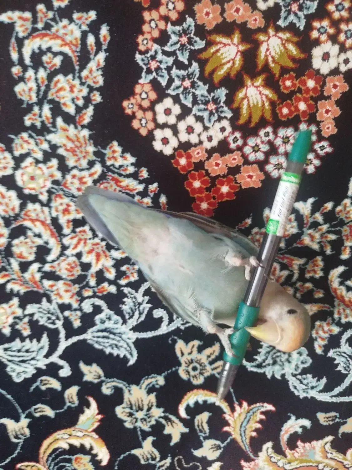 طوطی برزیلی آموزش دیده|پرنده|مشهد, فارغ التحصیلان|دیوار