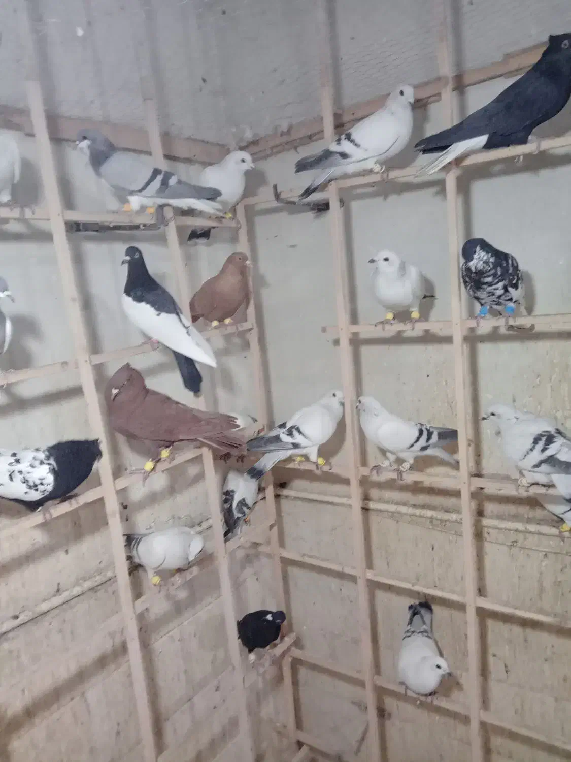 کبوتر|پرنده|دشتابی, |دیوار