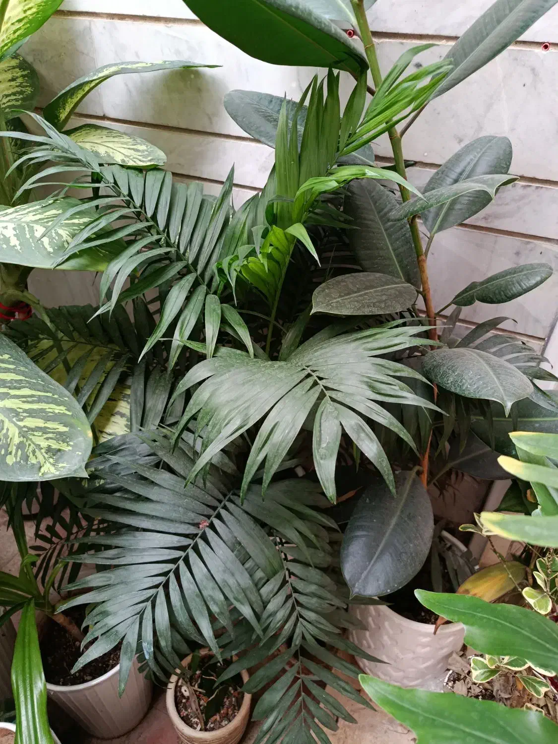 گلهای اپارتمانی|گل و گیاه طبیعی|شیراز, شهرک والفجر|دیوار