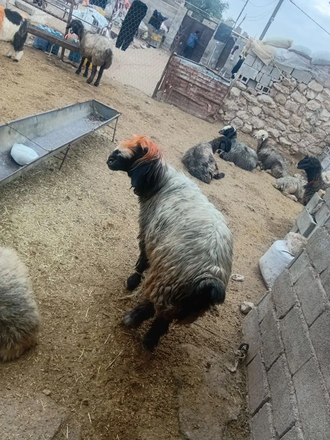 شیشک تخمی داشتی|حیوانات مزرعه|گتوند, |دیوار