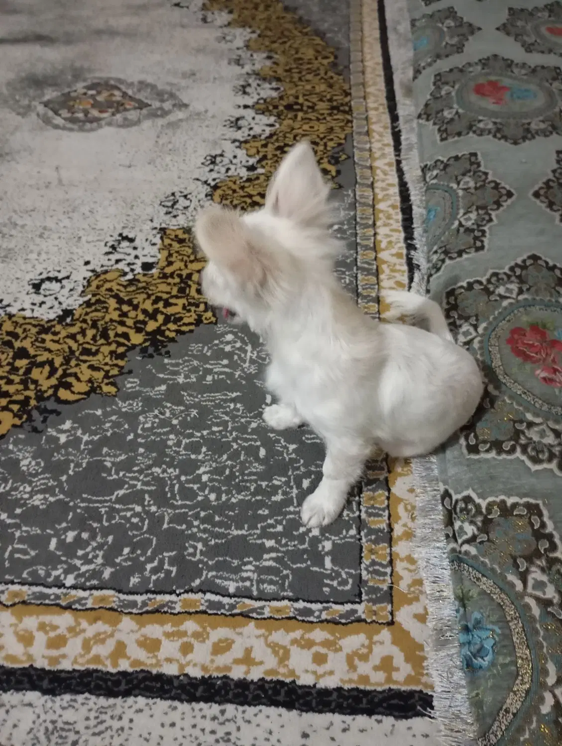 سگ‌‌.|سگ|کهنوج, |دیوار