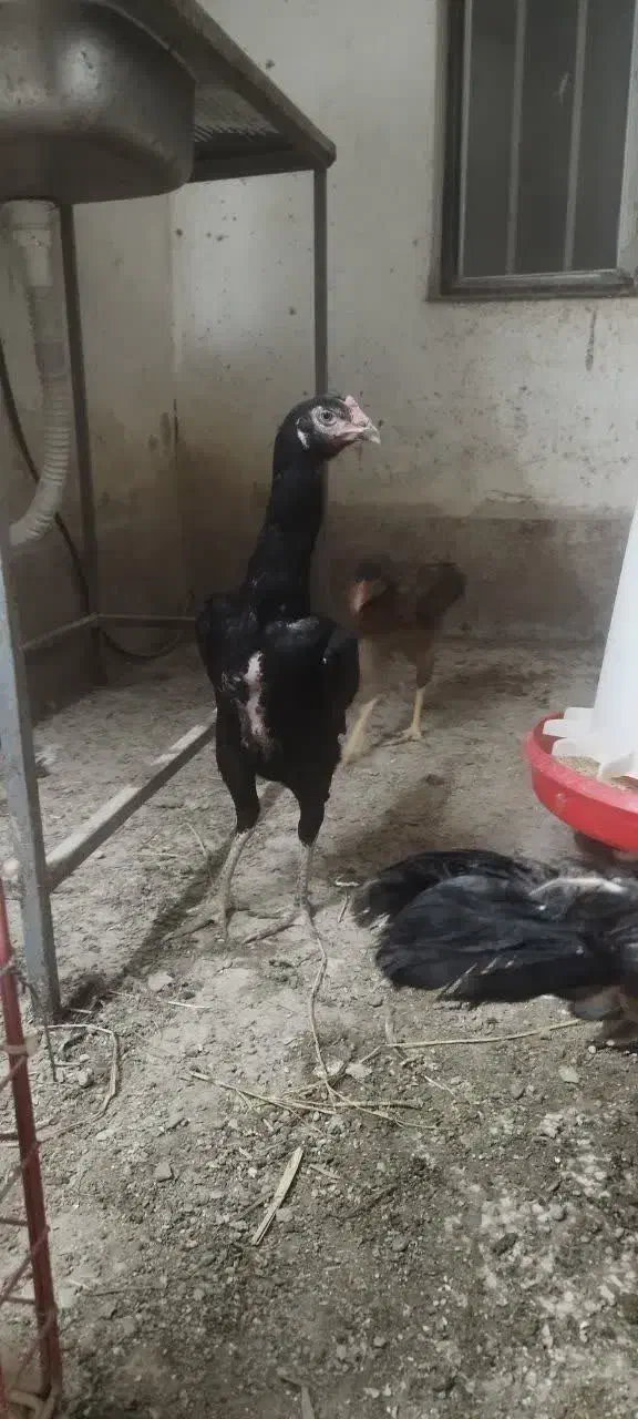 تخم مرغ لاری اصل|حیوانات مزرعه|گنبد کاووس, |دیوار