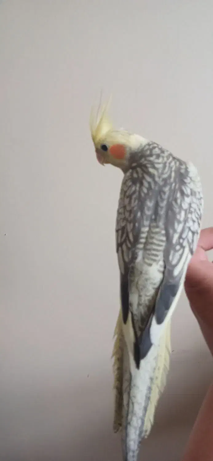 عروس هلندی ماده|پرنده|رودبار, |دیوار