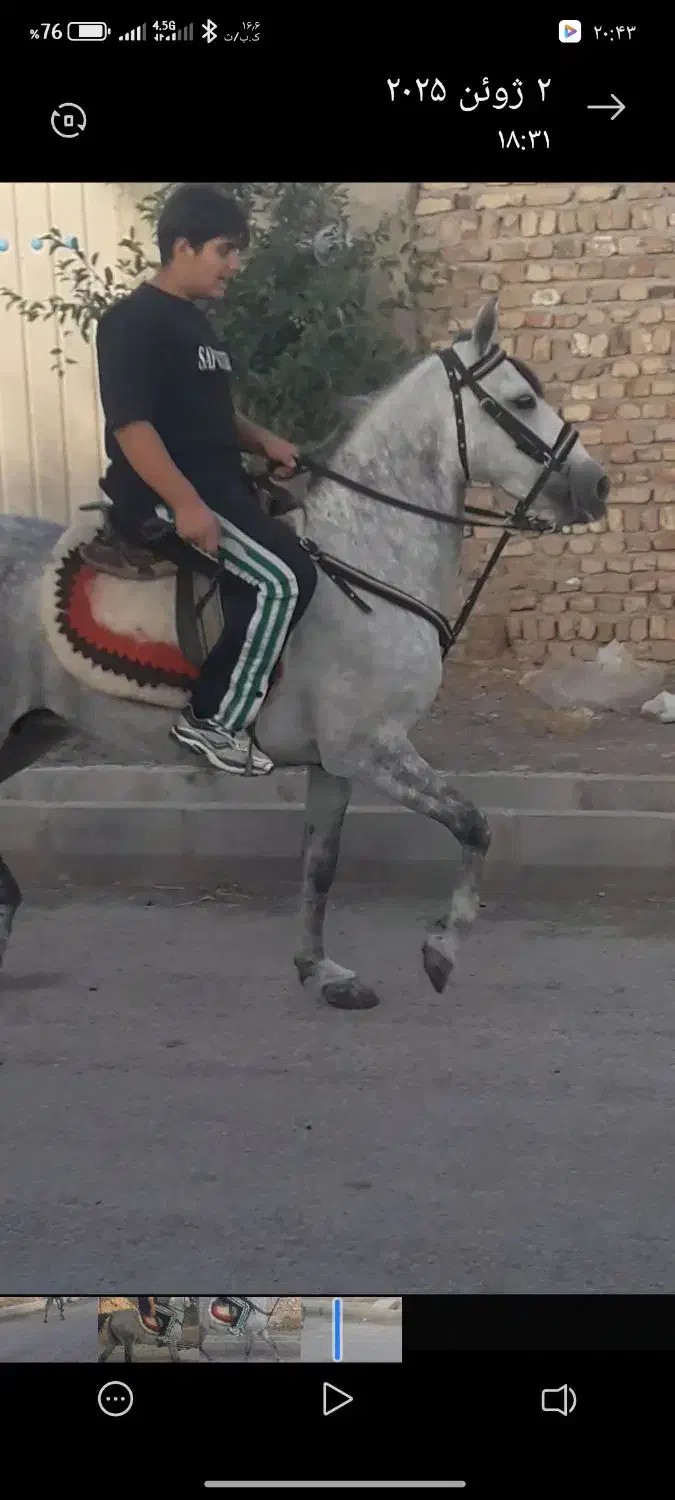 مادیان کرد|اسب و تجهیزات اسب‌سواری|دشتابی, |دیوار