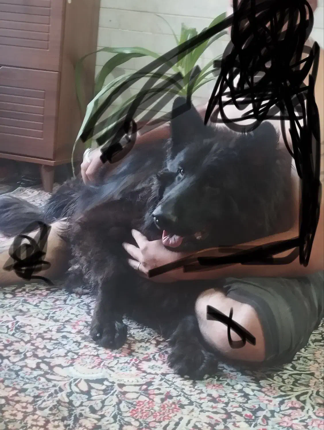 ژرمن بلک برا کشش|سگ|بم, |دیوار