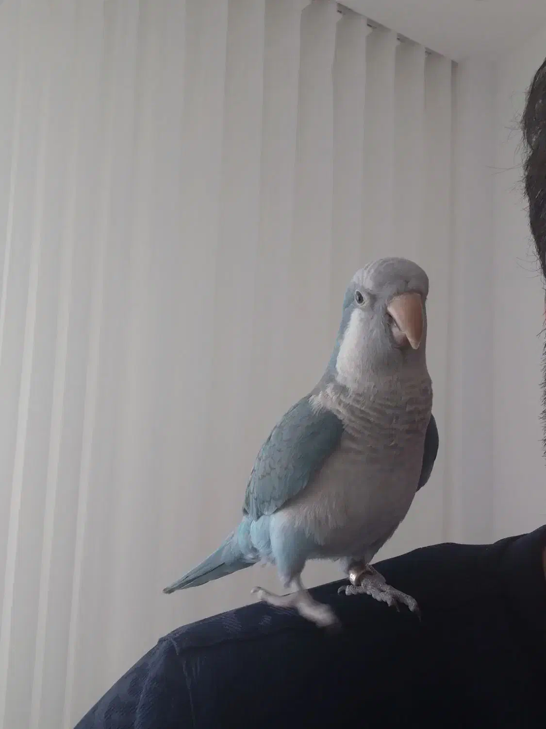 طوطی راهب|پرنده|اردبیل, |دیوار