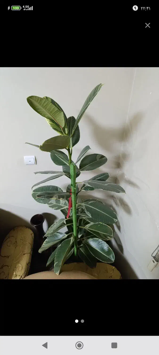 گل فیکوس|گل و گیاه طبیعی|صدرا-فارس, فاز ۱|دیوار