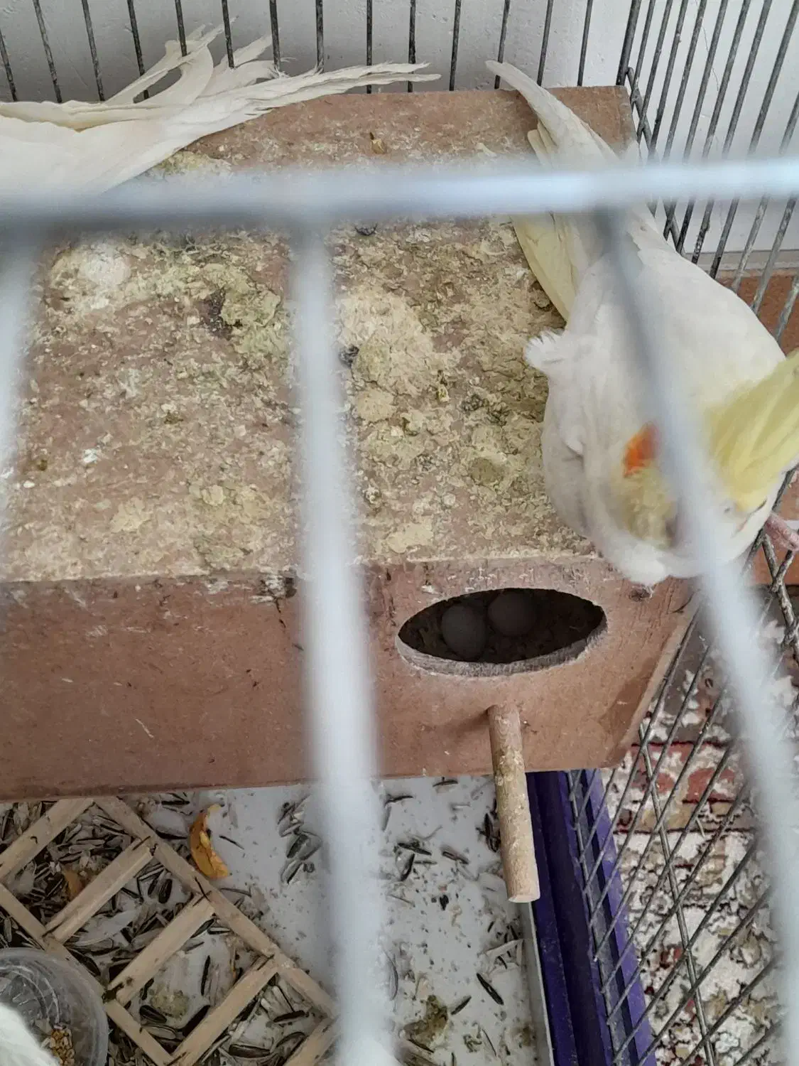 عروس هلندی|پرنده|محلات, |دیوار