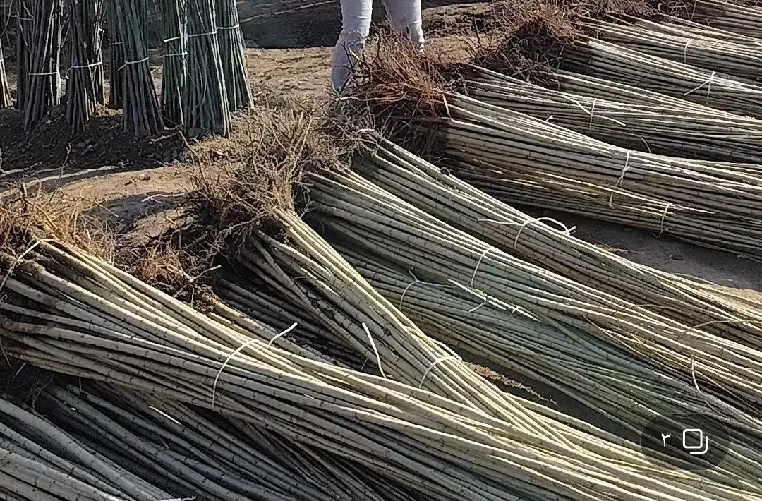 نهالستان عمده نهال صنوبر. گردو و بادام دیر گل|خدمات باغبانی و درختکاری|سمیرم, |دیوار