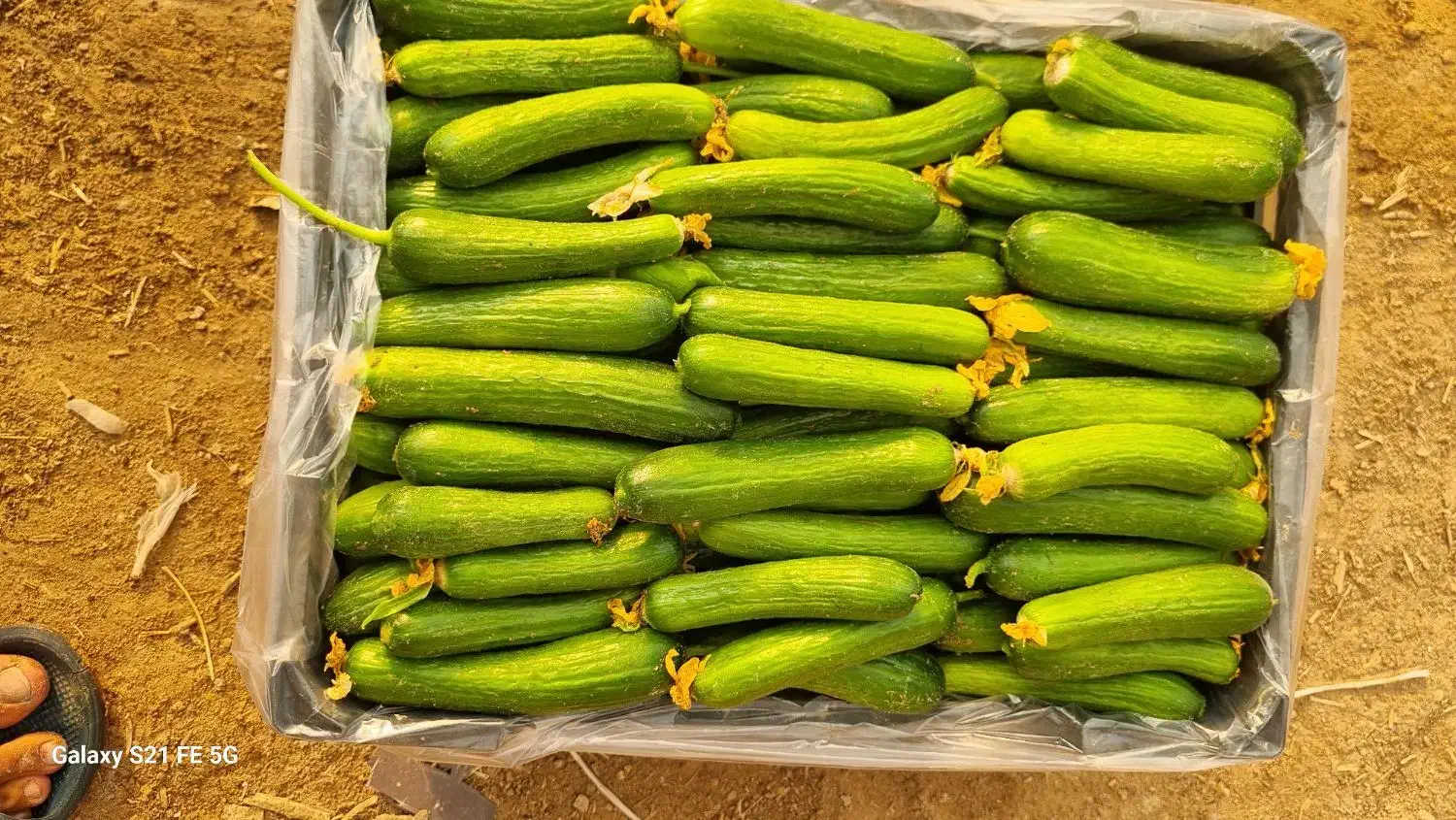 خیار سبز گلخانه ای|خوردنی و آشامیدنی|کاکی, |دیوار