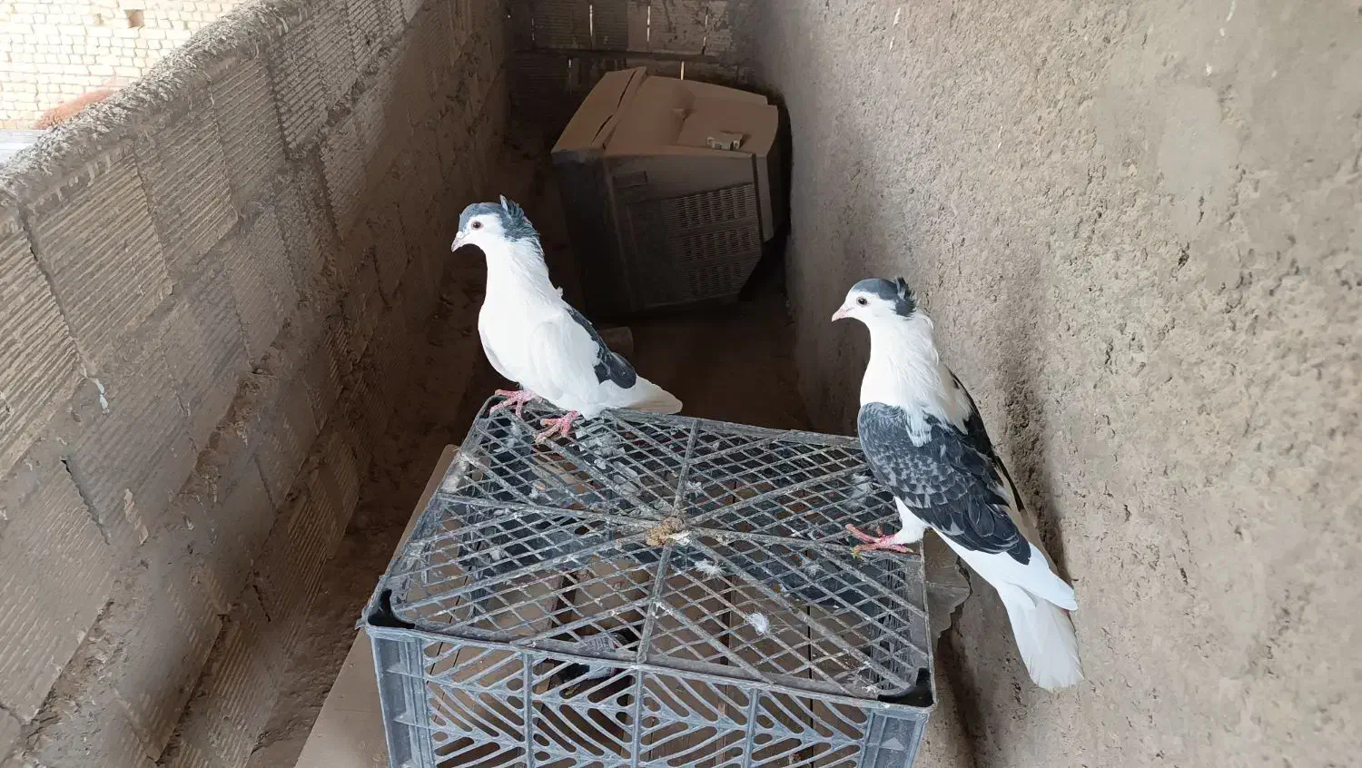 ی جفت دمگیر|پرنده|اصفهان, کارلادان|دیوار