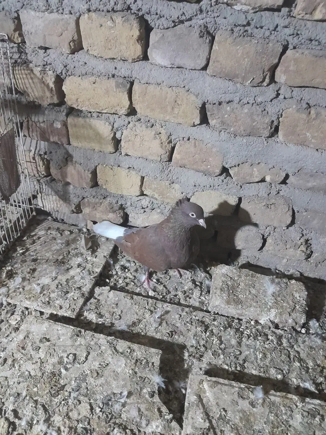 کفتر|پرنده|نیشابور, ابراهیمی|دیوار