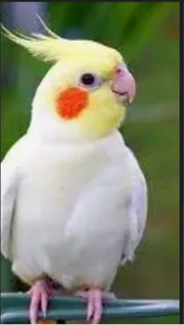 گمشده عروس هلندی|حیوانات|پیرانشهر, |دیوار