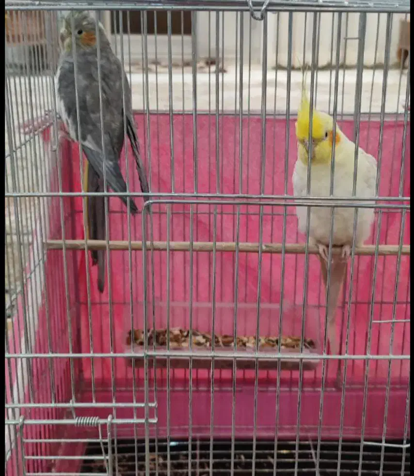 عروس هلندی|پرنده|مبارکه, |دیوار