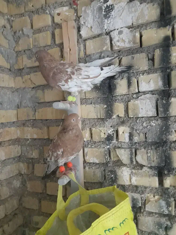 دوعددکله ای نر|پرنده|رامشیر, |دیوار