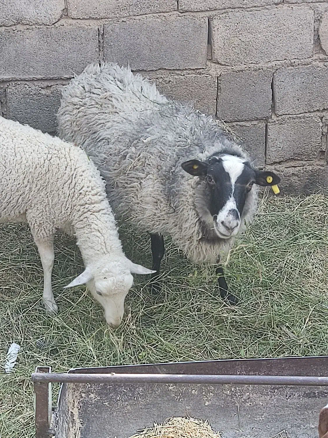 میش‌رومانوف|حیوانات مزرعه|بم, |دیوار