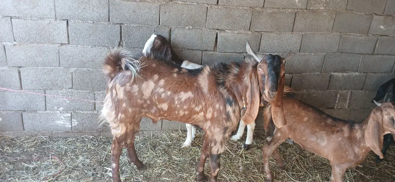 بز پاکستانی|حیوانات مزرعه|احمدآبادمستوفی, |دیوار