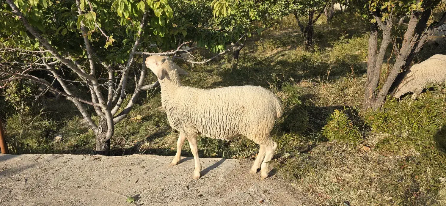 فروش بره نر لاکن ۶ ماهه|حیوانات مزرعه|شیراز, کودیان|دیوار