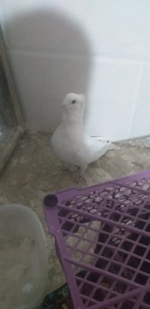 کفتر ساتن کاکلی سینه فر نوک قناری نر سفید پاک|پرنده|اردکان, |دیوار