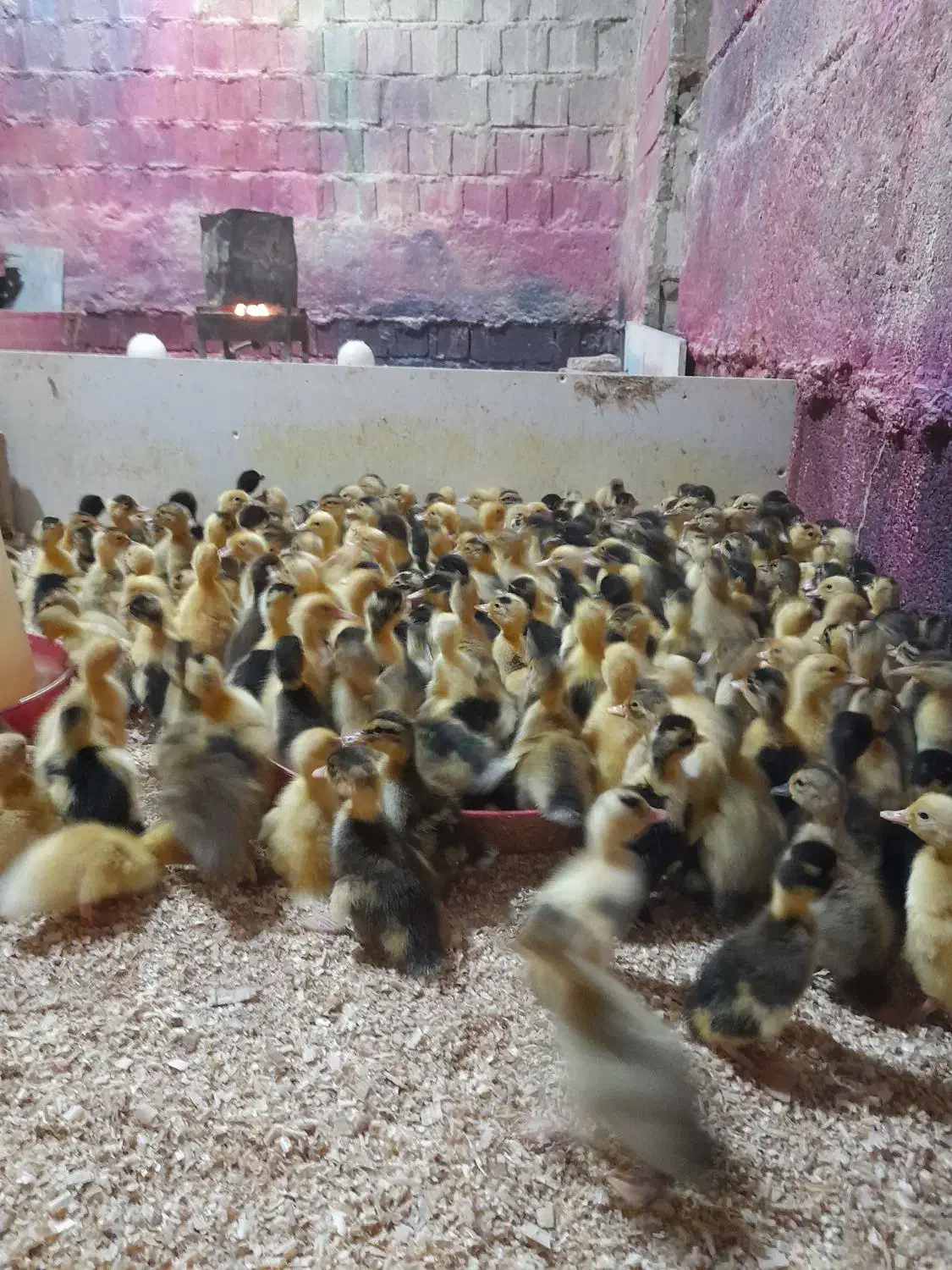 جوجه رنگی عمده|حیوانات مزرعه|شیراز, کوشک میدان|دیوار