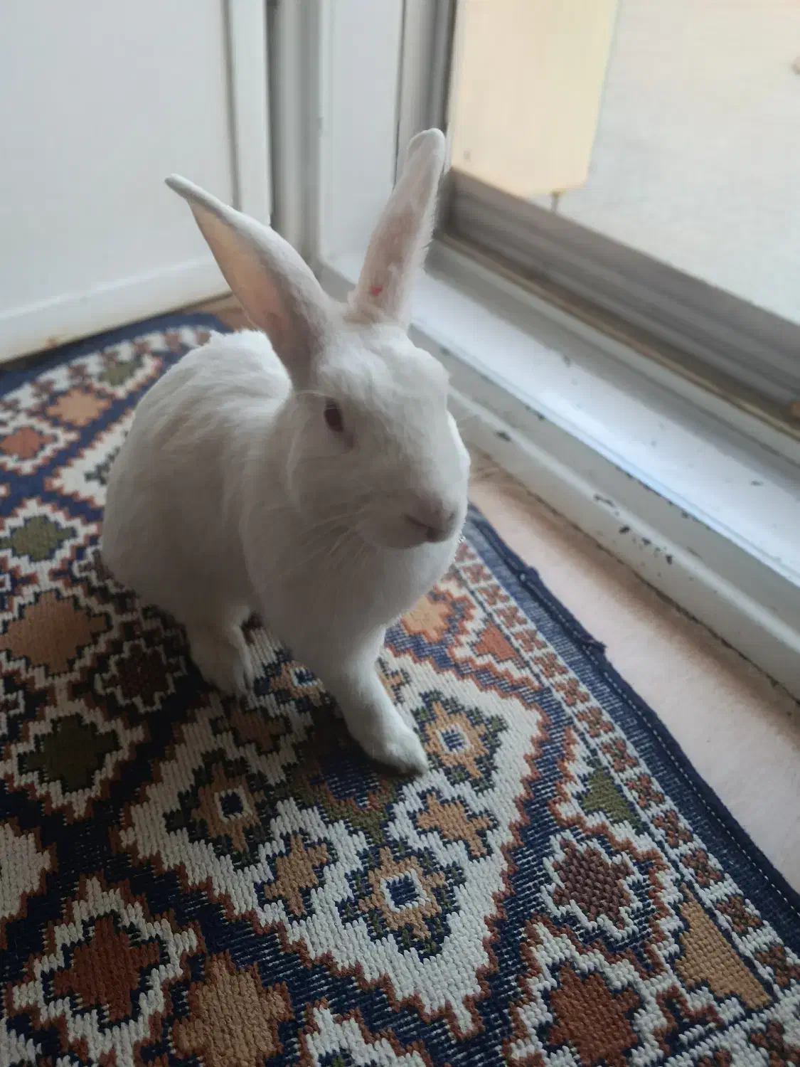 خرگوش نژاد آلبینو|موش و خرگوش|زرند, |دیوار