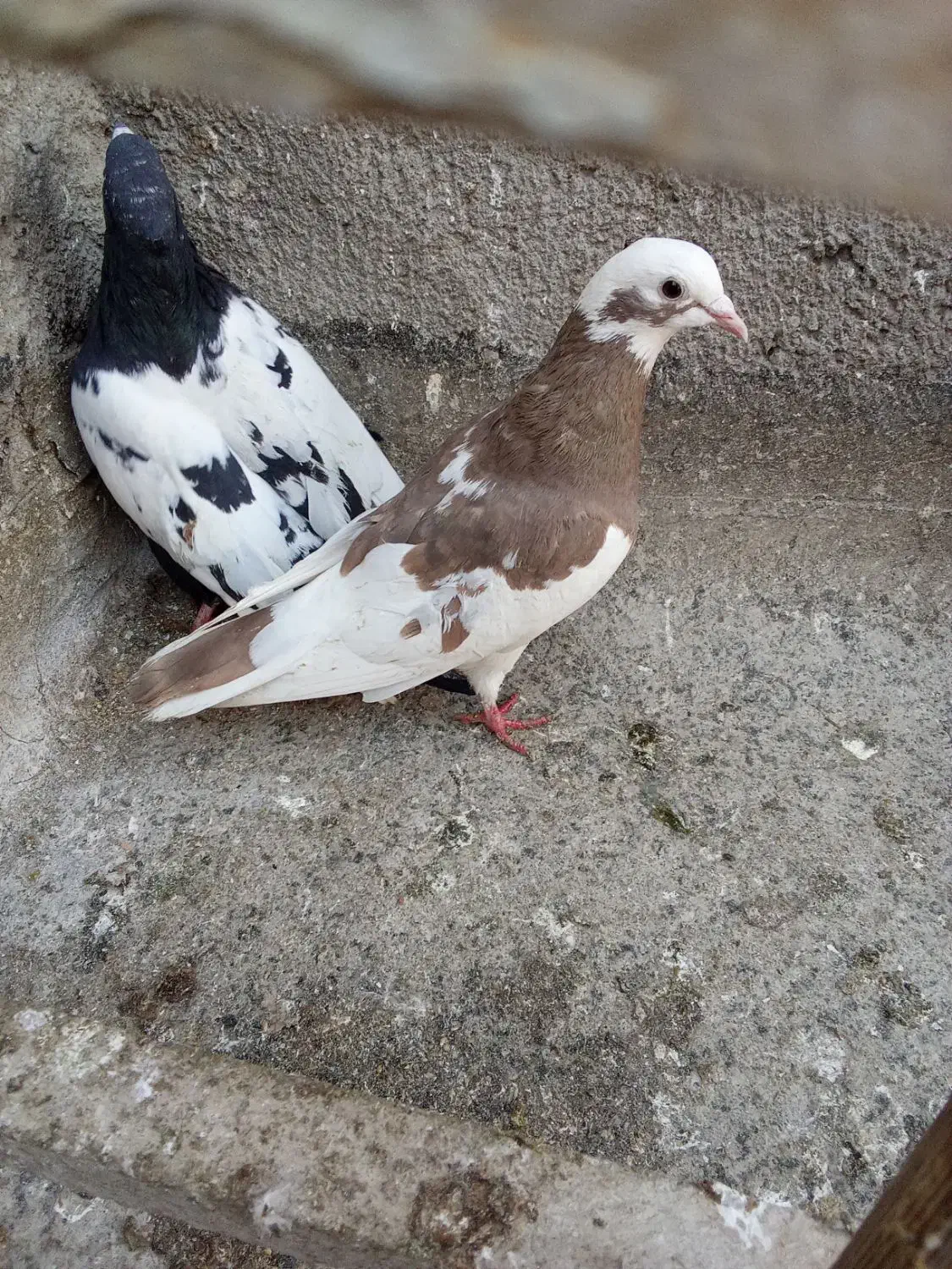 کبوتر|پرنده|مشهد, کوی دروی|دیوار