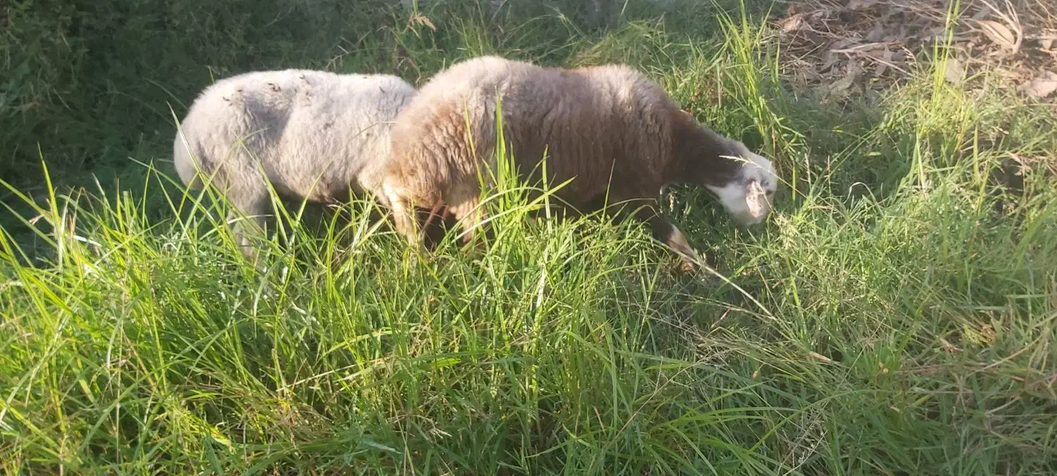 گوسفند میش آبستن داشتی جنس دار تاب افشار|حیوانات مزرعه|دابودشت, |دیوار