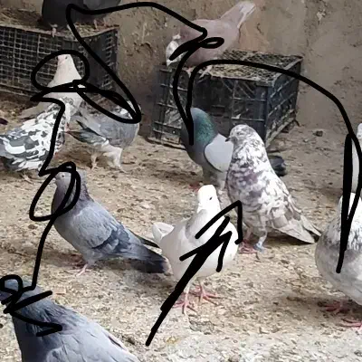 کفتر گمشده نر چینی سرخ|حیوانات|برخوار, |دیوار