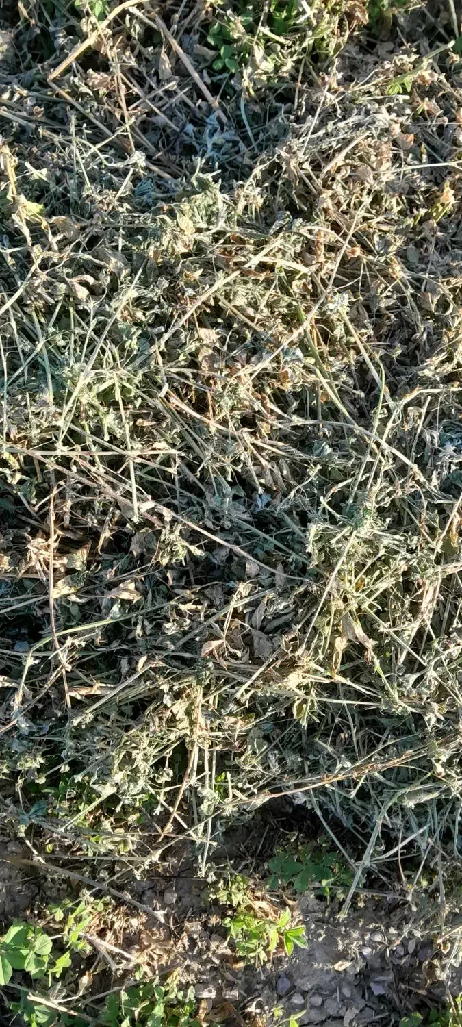 یونجه|عمده‌فروشی|اصفهان, دانشگاه اصفهان|دیوار