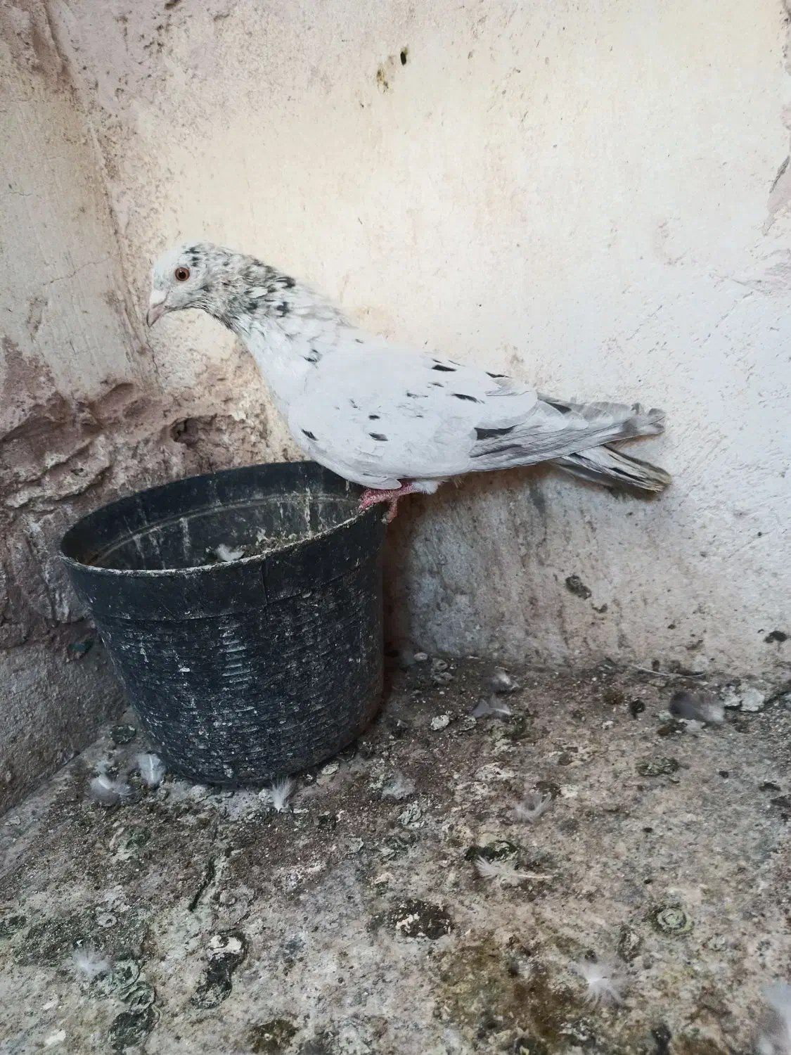 کفتر پرشی|پرنده|سبزوار, جهاد کشاورزی|دیوار