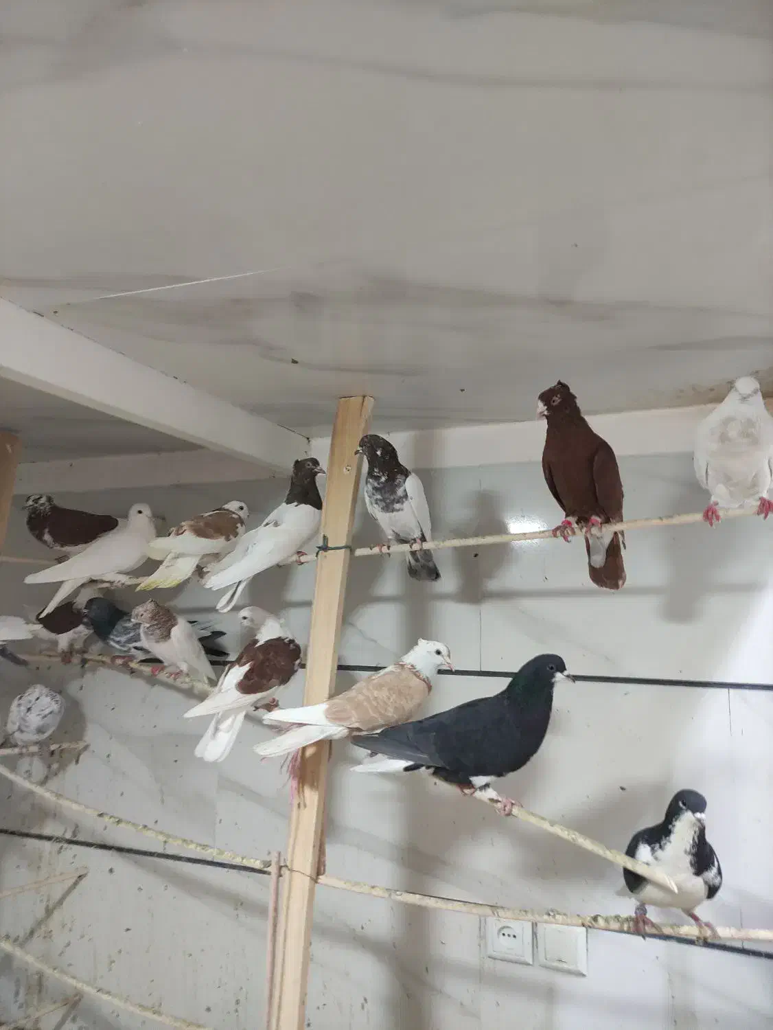 کبوتر کفتر|پرنده|خرمدره, |دیوار