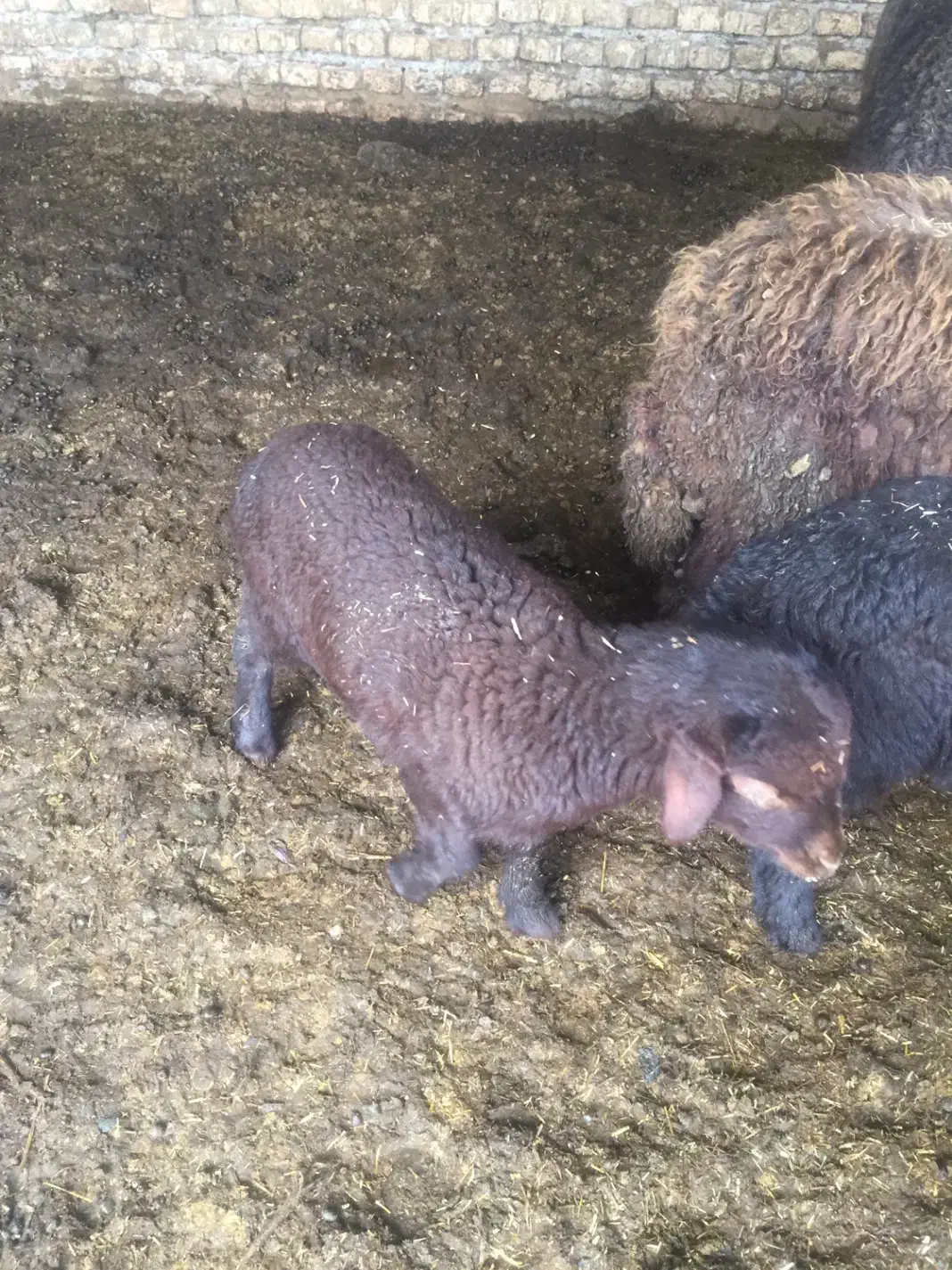 دوعدد بره خوراک خور|حیوانات مزرعه|گرگان, |دیوار