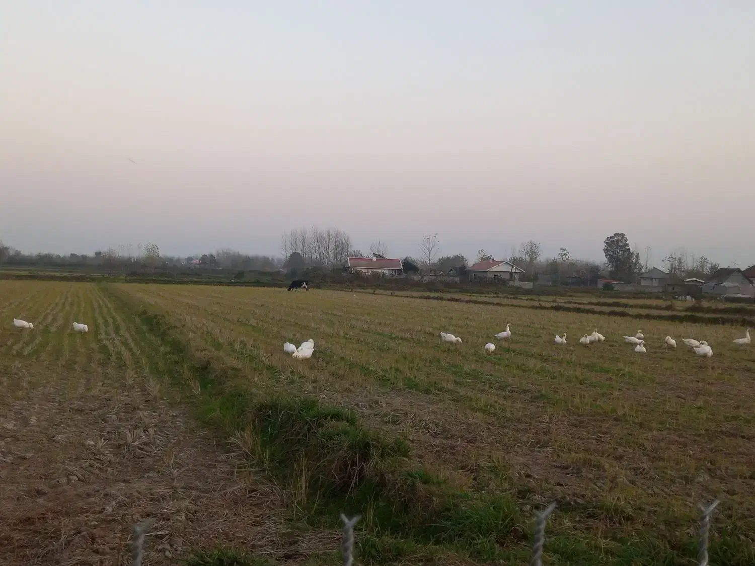 قوغاز گردن ماری نر|حیوانات مزرعه|لولمان, |دیوار