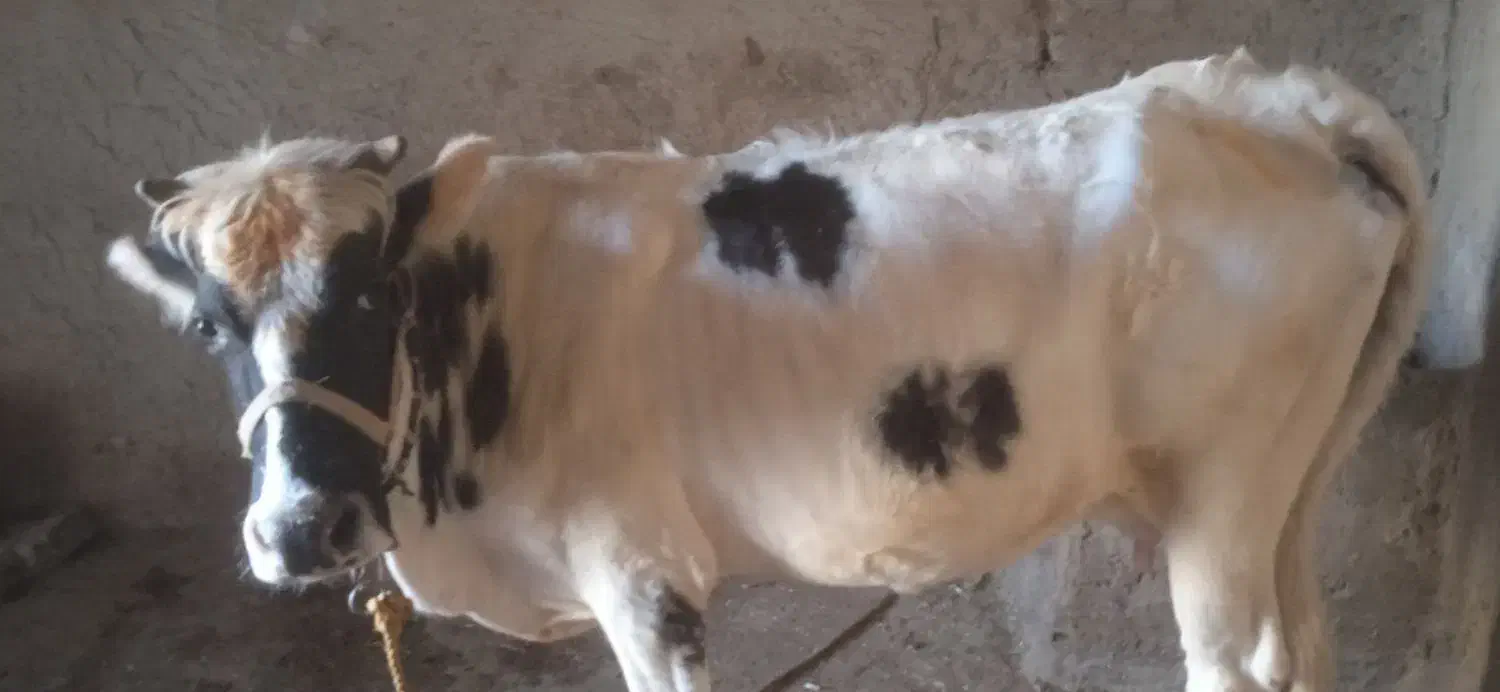 یک راس گاو جوان به فروش می رسد|حیوانات مزرعه|شوشتر, |دیوار