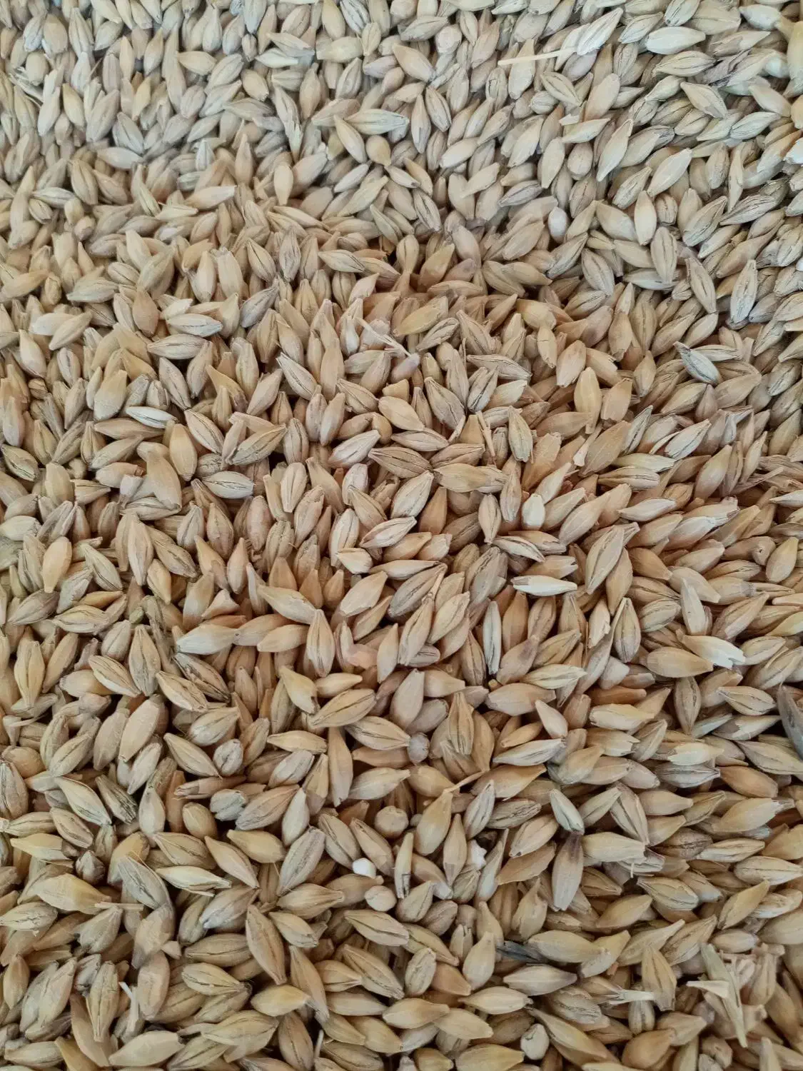 دان پرندگان|لوازم جانبی حیوانات|قلعه نو, |دیوار