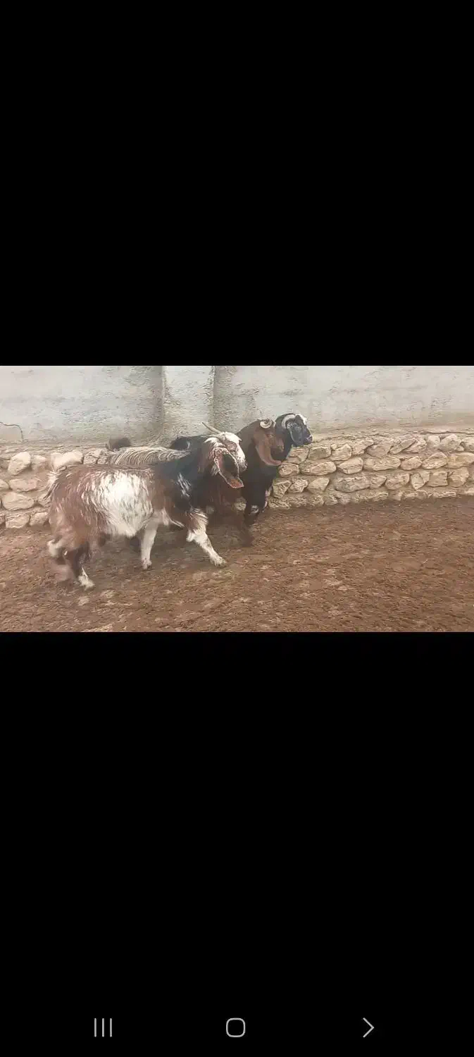 بز جوان|حیوانات مزرعه|شاهرود, |دیوار