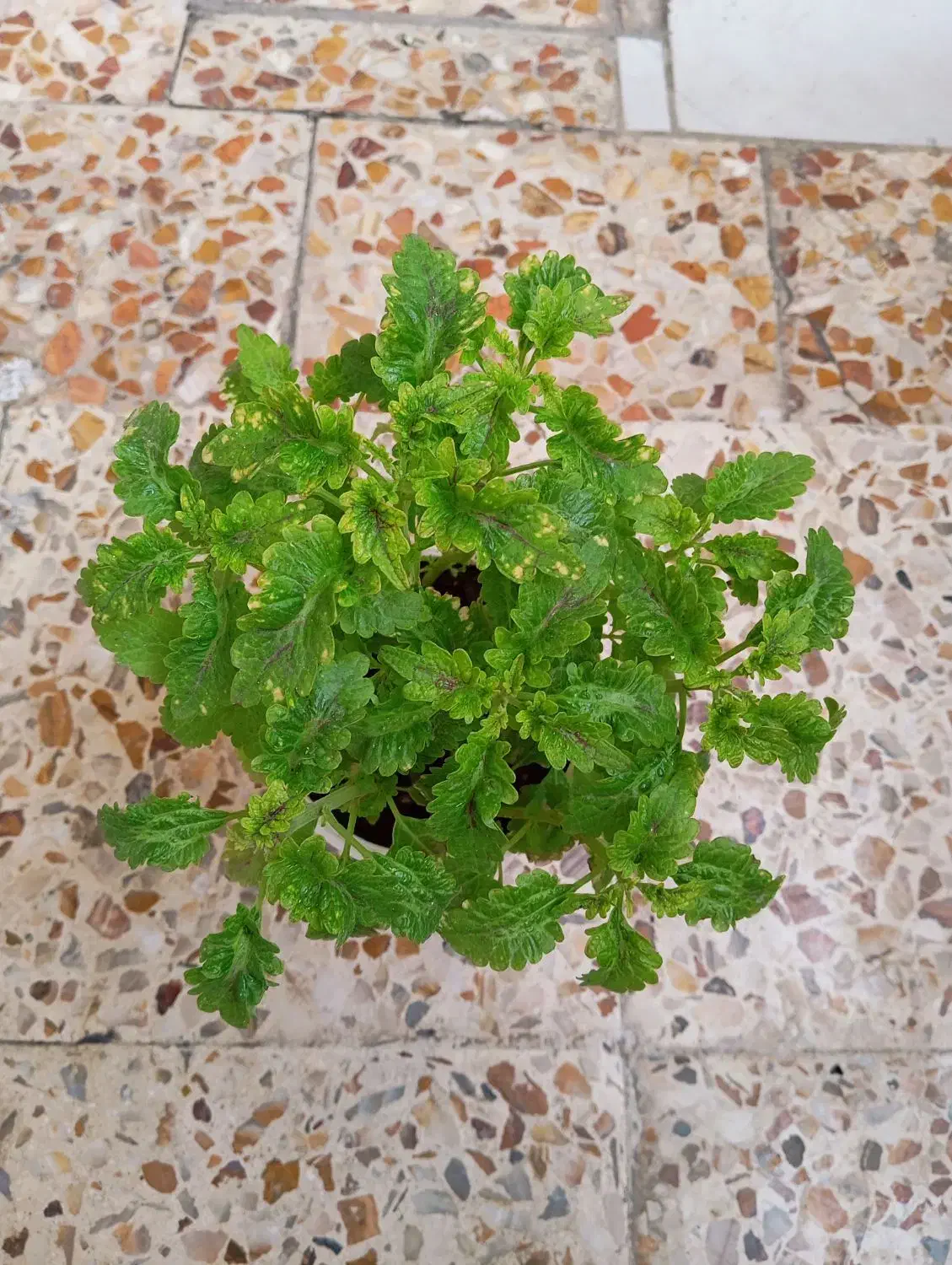 گل.|گل و گیاه طبیعی|خرم‌آباد, |دیوار