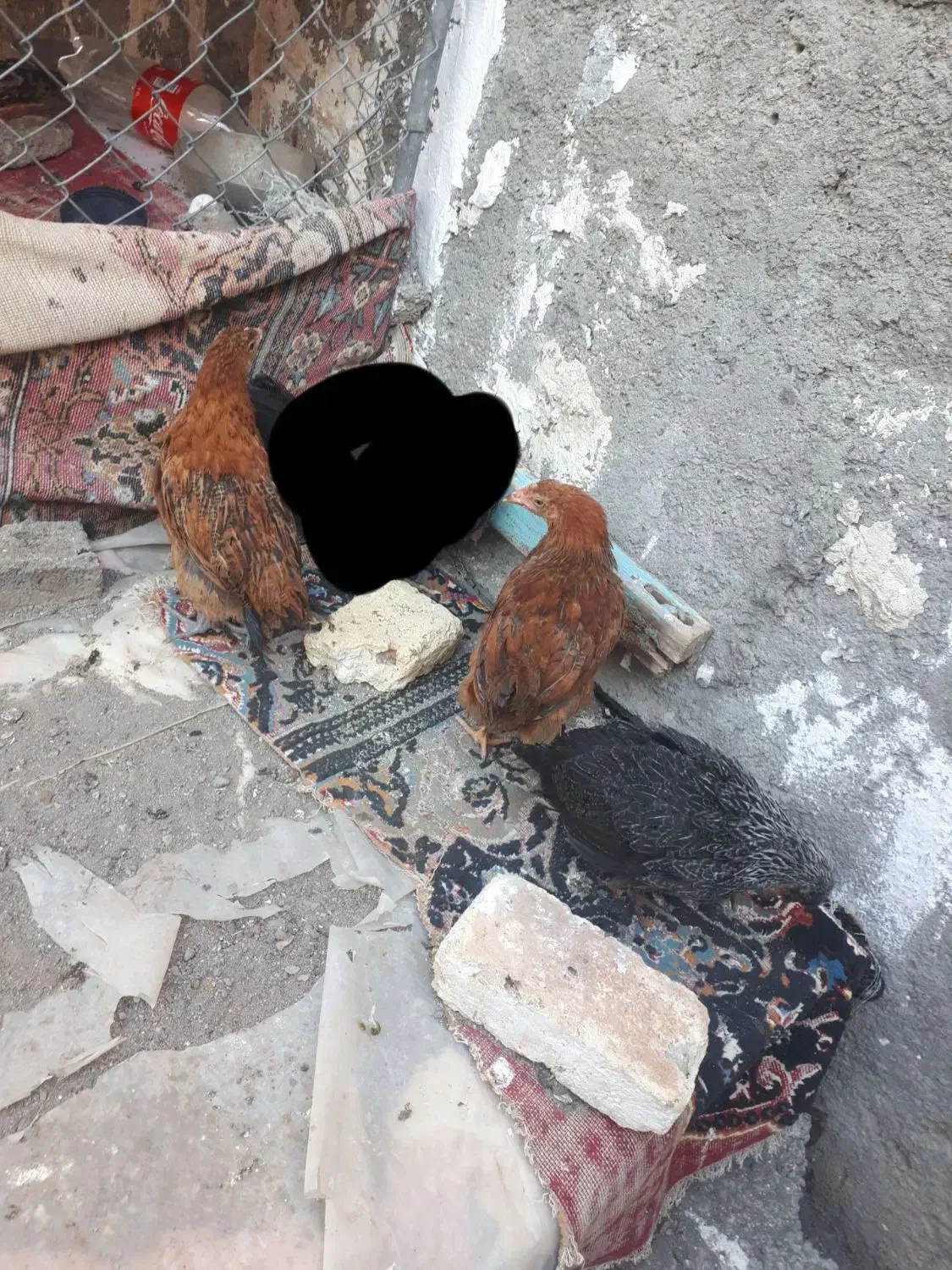 جوجه و مرغ|حیوانات مزرعه|هریس, |دیوار