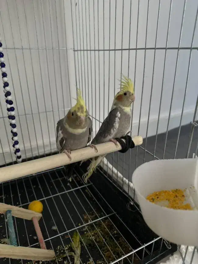 پرنده هلندی|پرنده|هشتگرد, تهران دشت|دیوار