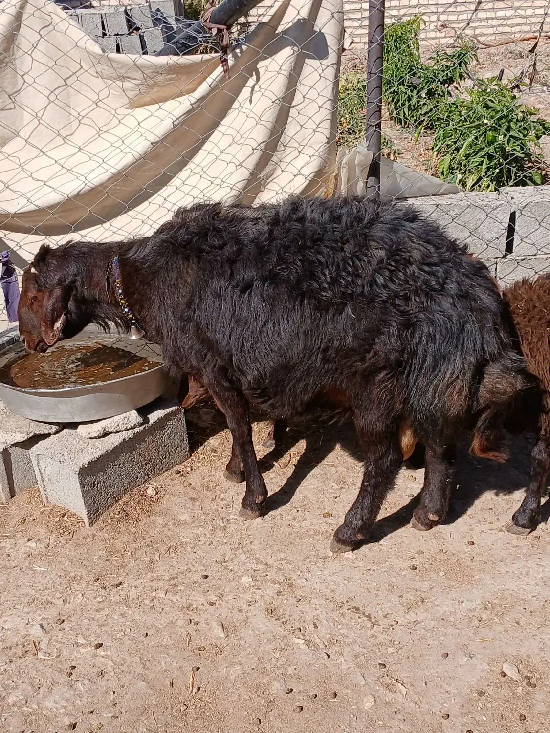 قوچ دو ساله|حیوانات مزرعه|هریس, |دیوار